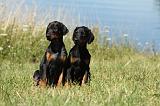 DOBERMANN 1071